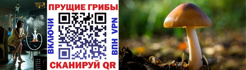 наркота Иноземцево Псилоцибиновые грибы ЛСД